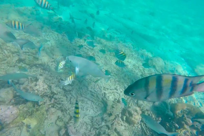 ¿Merece la pena pagar para ver tortugas en Riviera Maya?