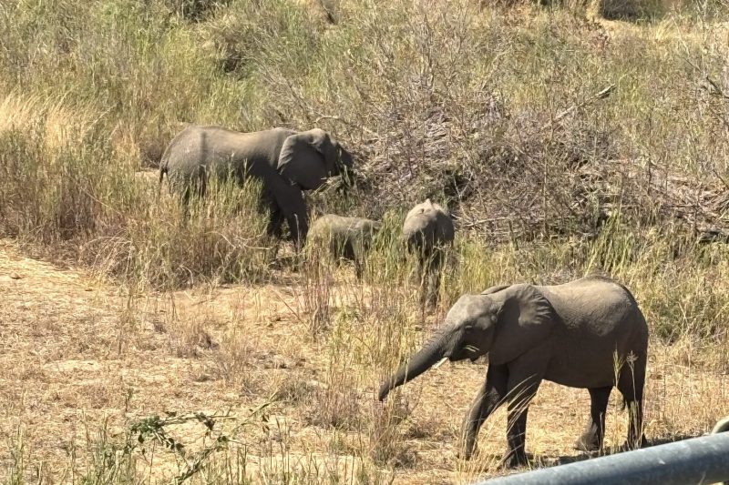 Safari en el Parque Nacional Kruger: qué ver, cuándo ir y consejos