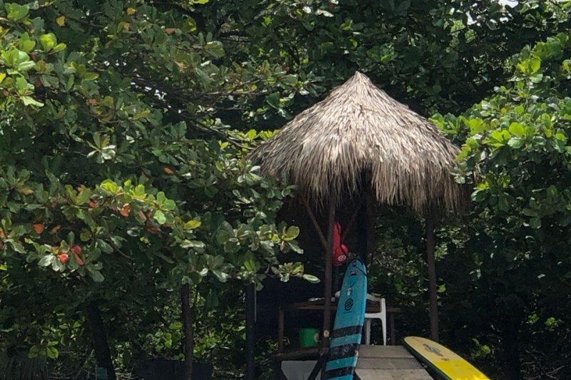 Guía para ver tortugas en Tortuguero: Época, precios y opiniones