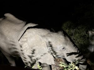Elefante salvaje caminando cerca de un restaurante junto al río Zambeze en Zimbabue