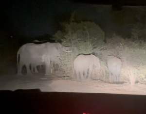Familia de elefantes salvajes cruzando la carretera cerca de las Cataratas Victoria en Zimbabue