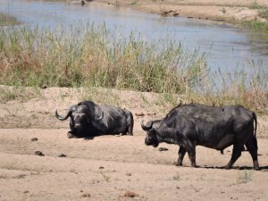 Búfalo en libertad durante el safari en el Parque Nacional Kruger, Sudáfrica