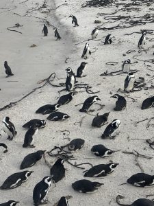 Pingüinos africanos en Boulders Beach, parada clave en la ruta por Sudáfrica
